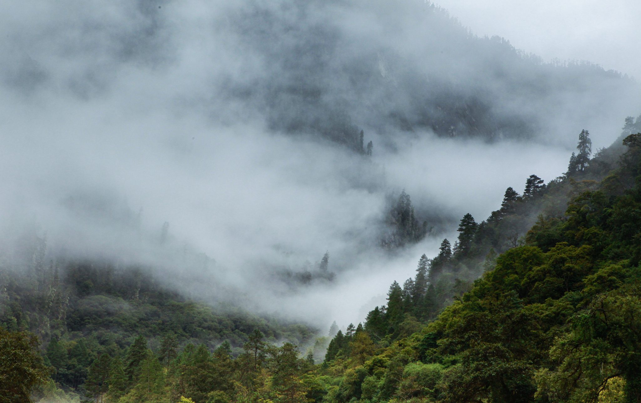 Lulang forest 鲁朗密林